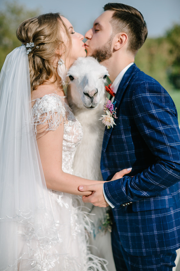 Шоу с Ламой. Подрядчики и друзья сети свадебных площадок House for wedding