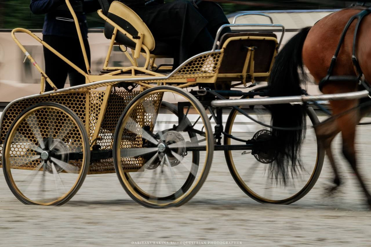 Чемпионат по ДРАЙВИНГУ. Куракина Дарья • Конный фотограф