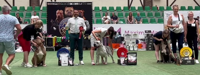 Участие в выставках. Американские булли XL в г. Калининград. Питомник Great Bully UNIVERSE