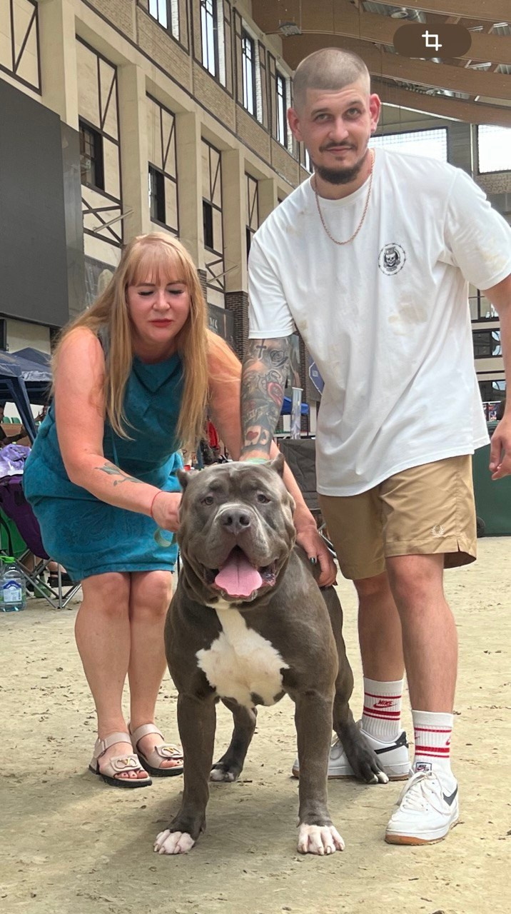 Участие в выставках. Американские булли XL в г. Калининград. Питомник Great Bully UNIVERSE