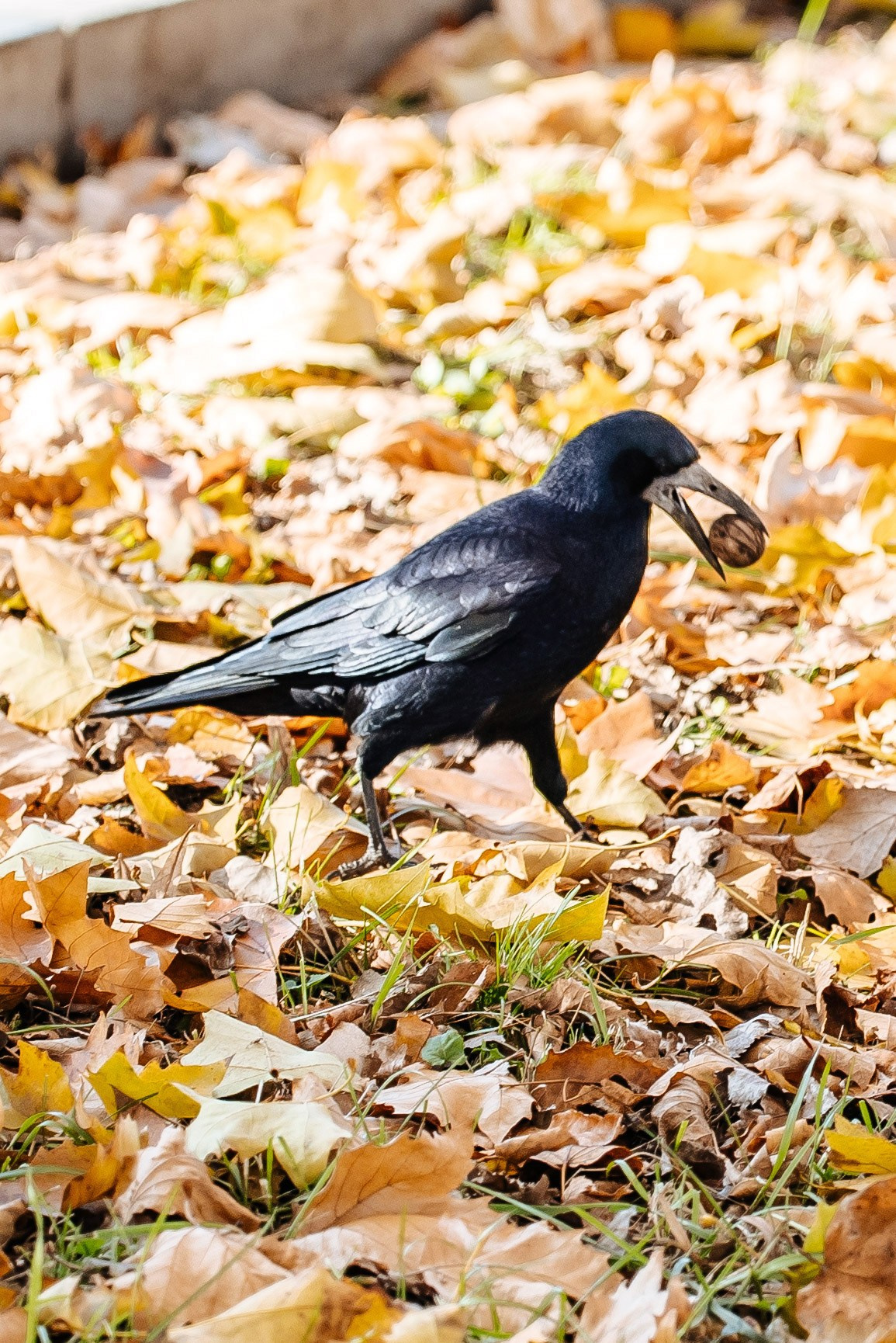 Осень. Профессиональный фотограф и видеооператор