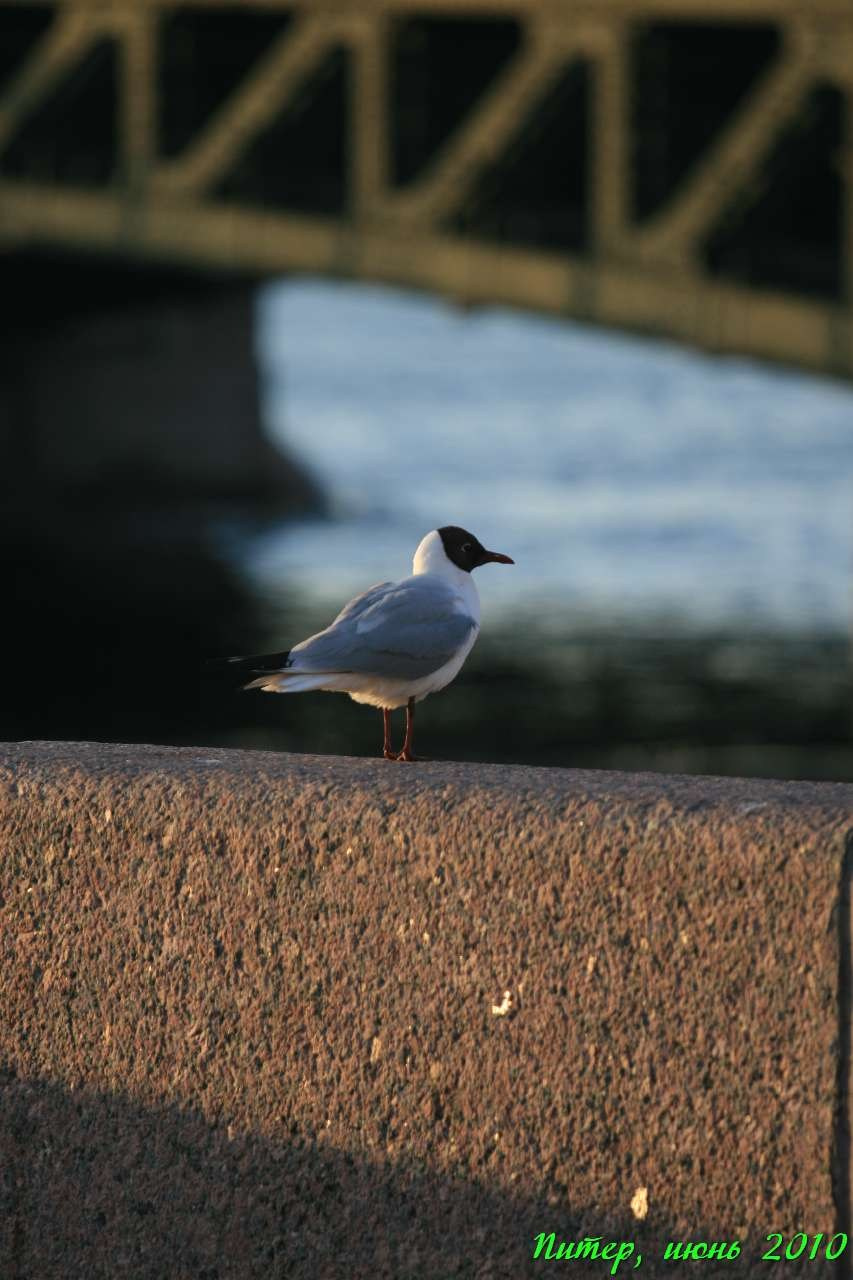 Питер 2010 г. Улица, люди, жизнь…