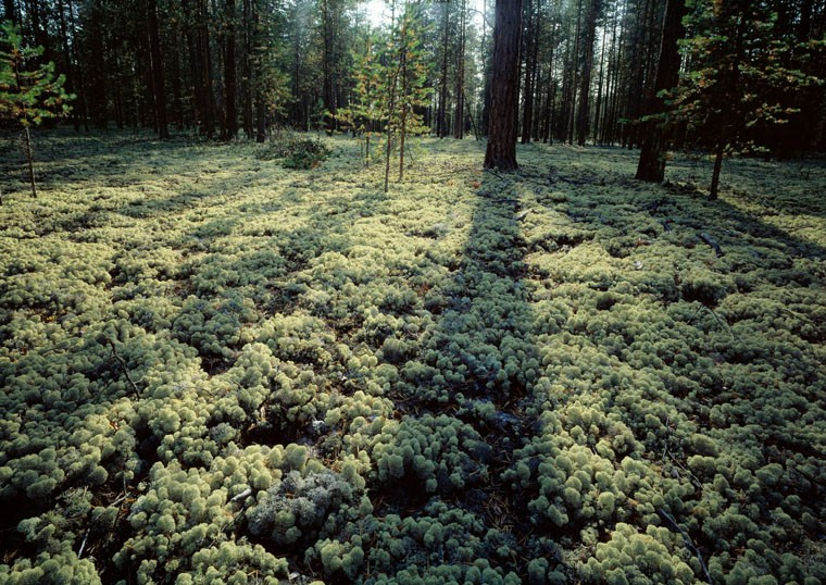Русский север. ВАДИМ ГИППЕНРЕЙТЕР — ВЕЛИКИЙ ФОТОГРАФ ЗЕМЛИ РУССКОЙ