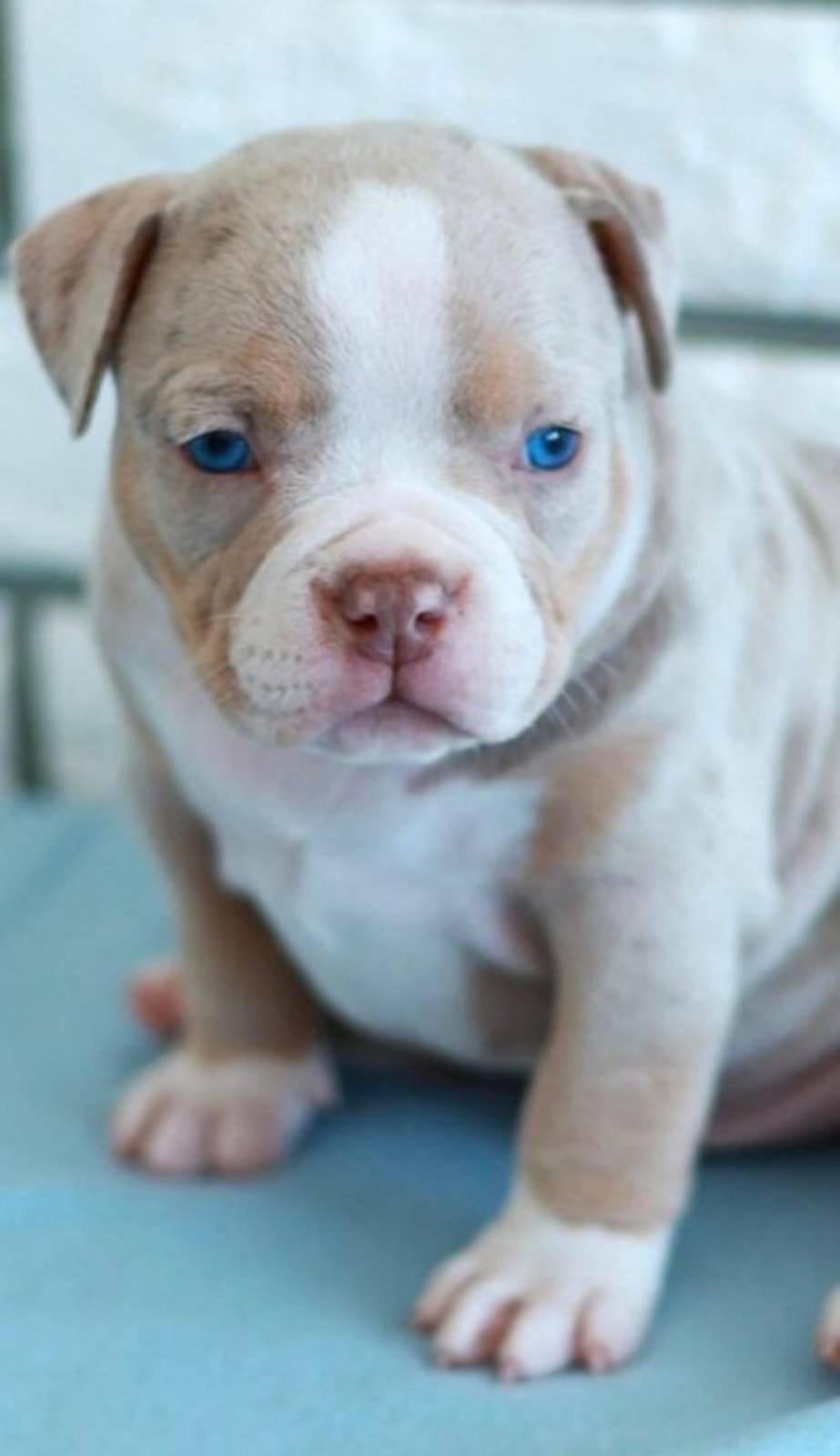 Дети Вениамина. ПИТОМНИК СОБАК ПОРОДЫ АМЕРИКАНСКИЙ БУЛЛИ