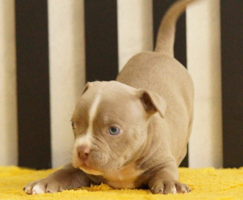 Щенки Американский булли. ПИТОМНИК СОБАК ПОРОДЫ АМЕРИКАНСКИЙ БУЛЛИ