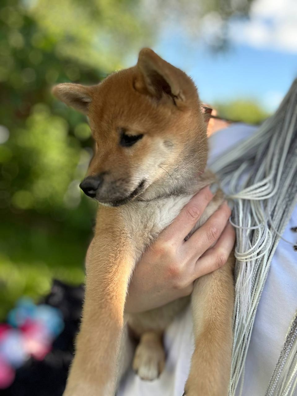 сиба питомник Рубилайт щенки на продажу rubylight  сиба щенки купить СПб Санкт-Петербург