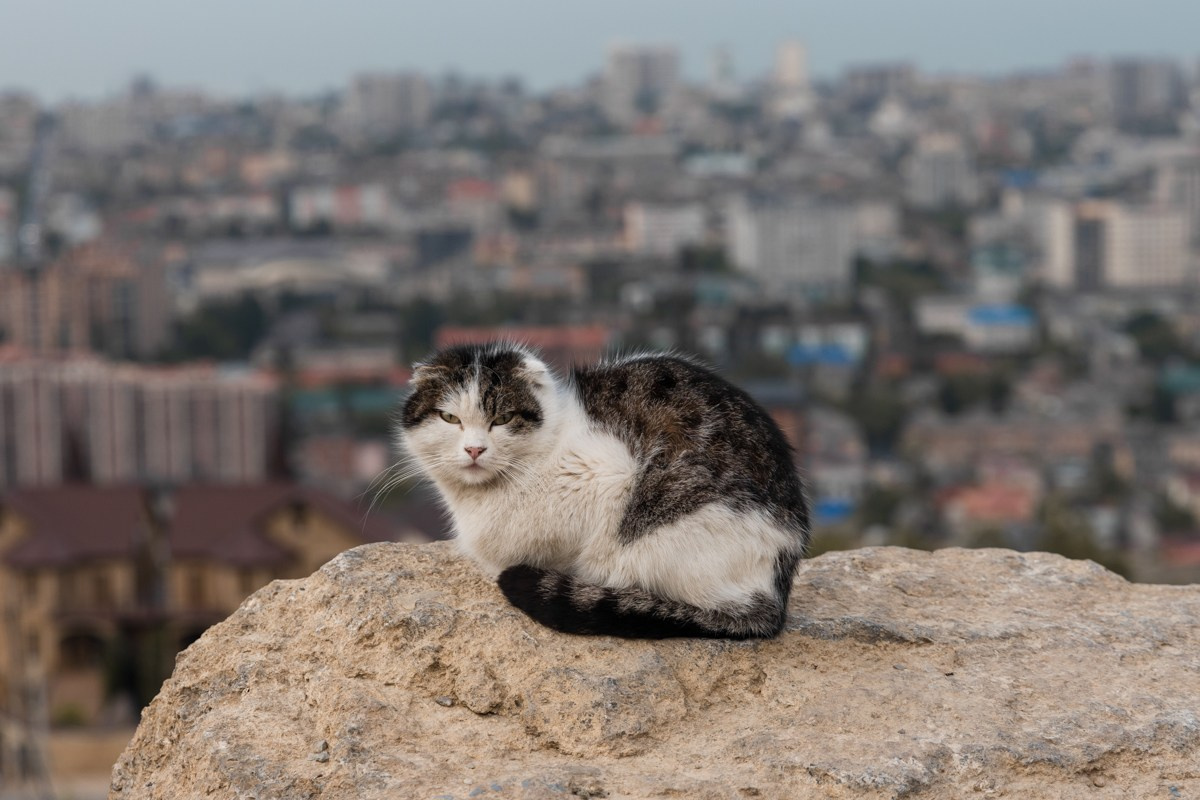 Животные. Photomantis