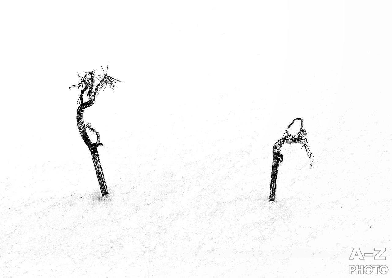 #ФОТОНЕДЕЛИ 26.01.2026. Женский семейный фотограф Тула Москва Захарова Анна