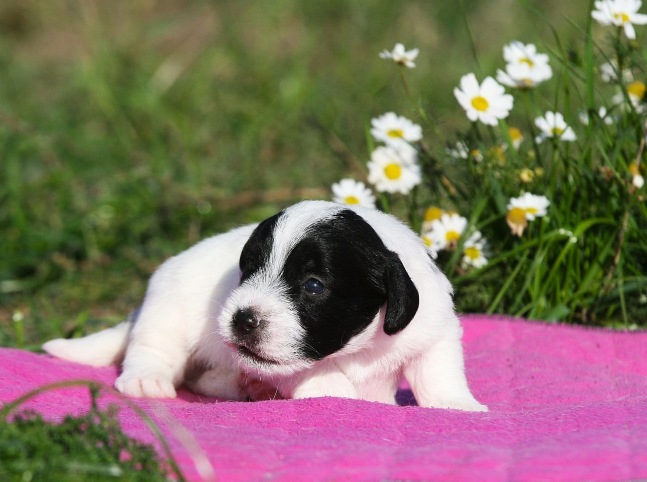 Кобель. Lovely-Orange питомник джек рассел терьеров