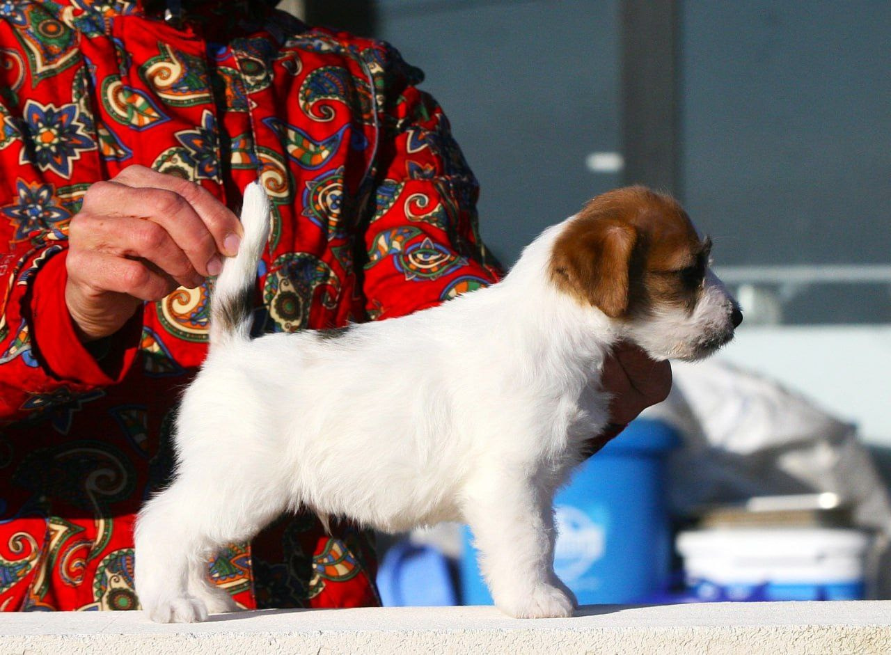 Кобель 1. Lovely-Orange питомник джек рассел терьеров