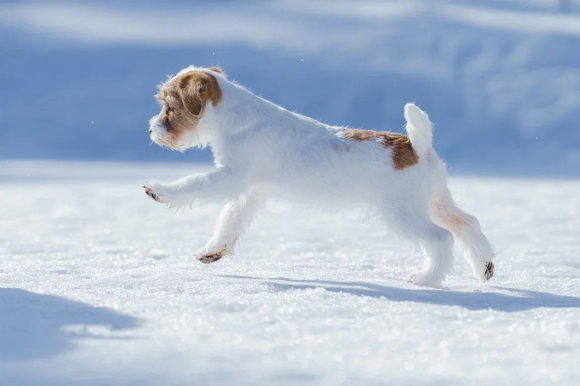 Сука 4. Lovely-Orange питомник джек рассел терьеров