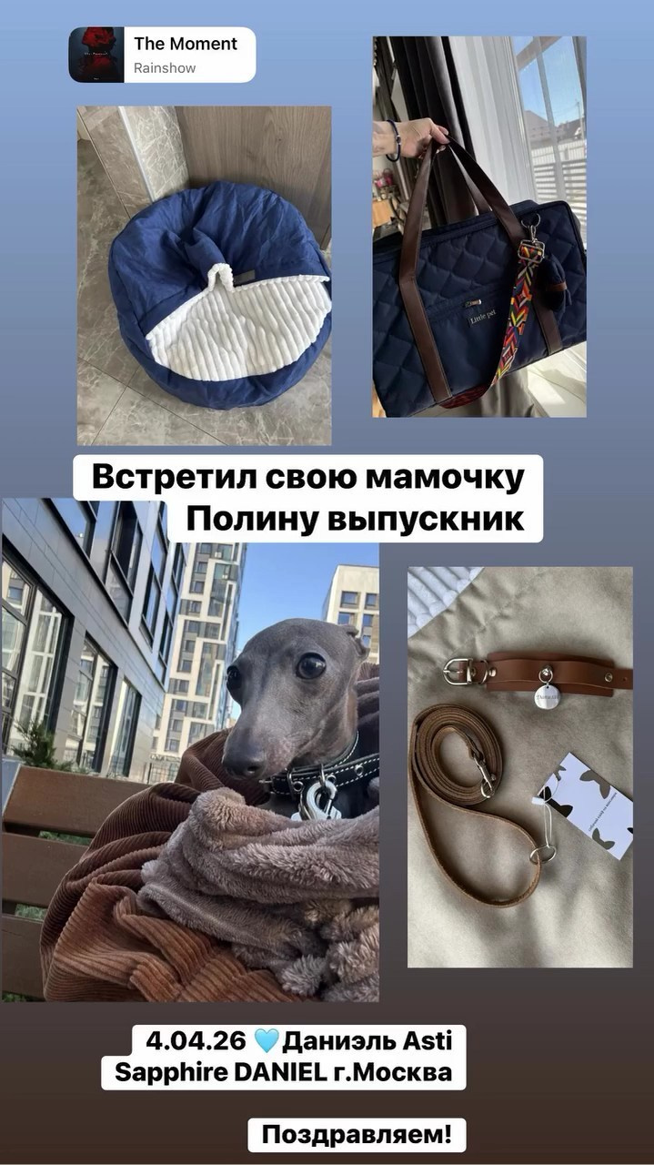 Итоги апреля. Профессиональный питомник левреток РКФ/FCI ASTI SAPPHIRE 💎 Сочи|Санкт-Петербург