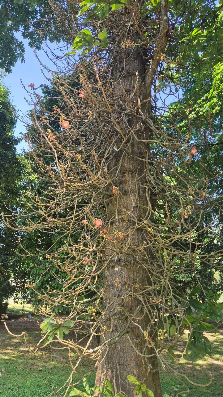 Шри-Ланка | 31.01 — 10.02.2025. Галерея Фантим