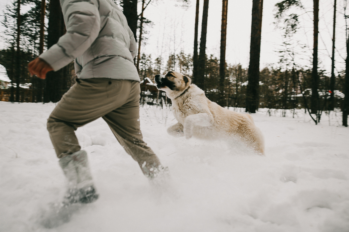 Рождественское утро в домике. Соня Черных (sophieblack)