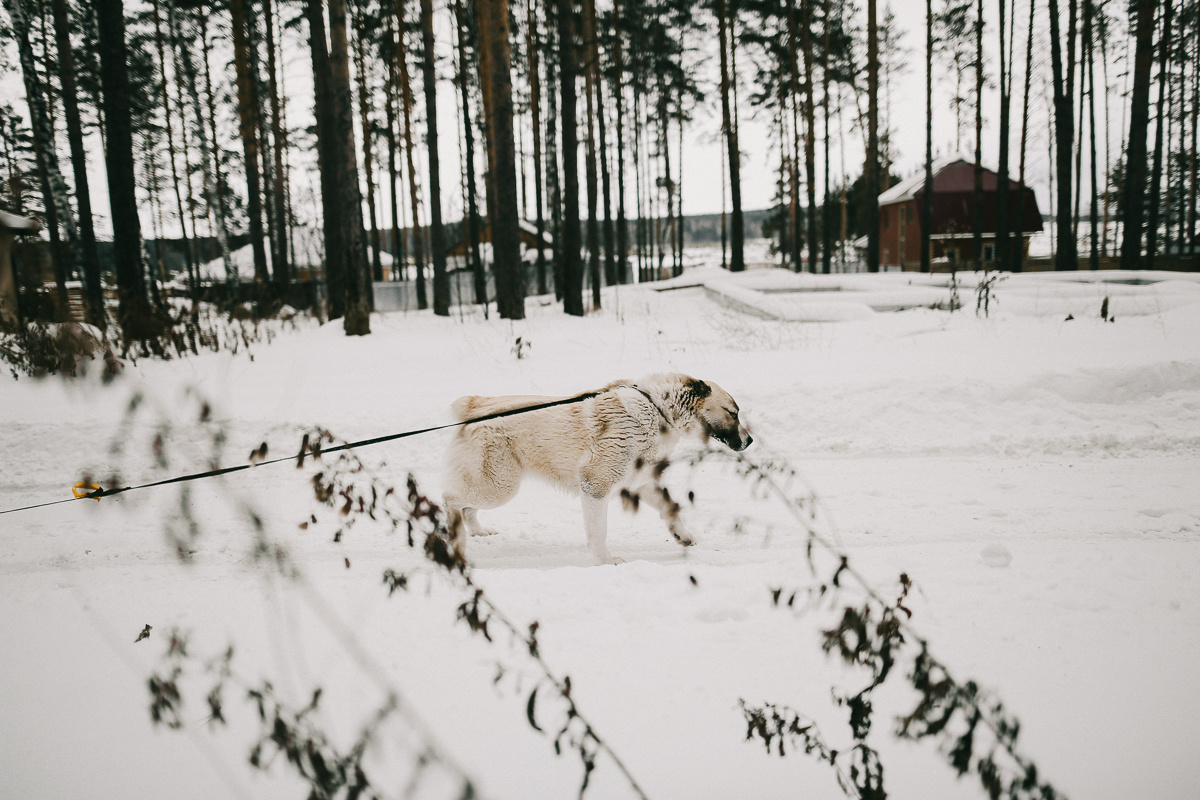 Рождественское утро в домике. Соня Черных (sophieblack)