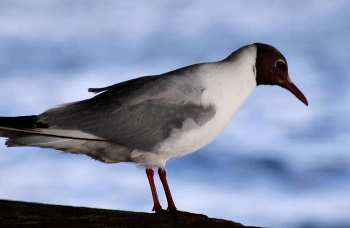 Птицы. Костюмер, художник кино и телевидения в спб