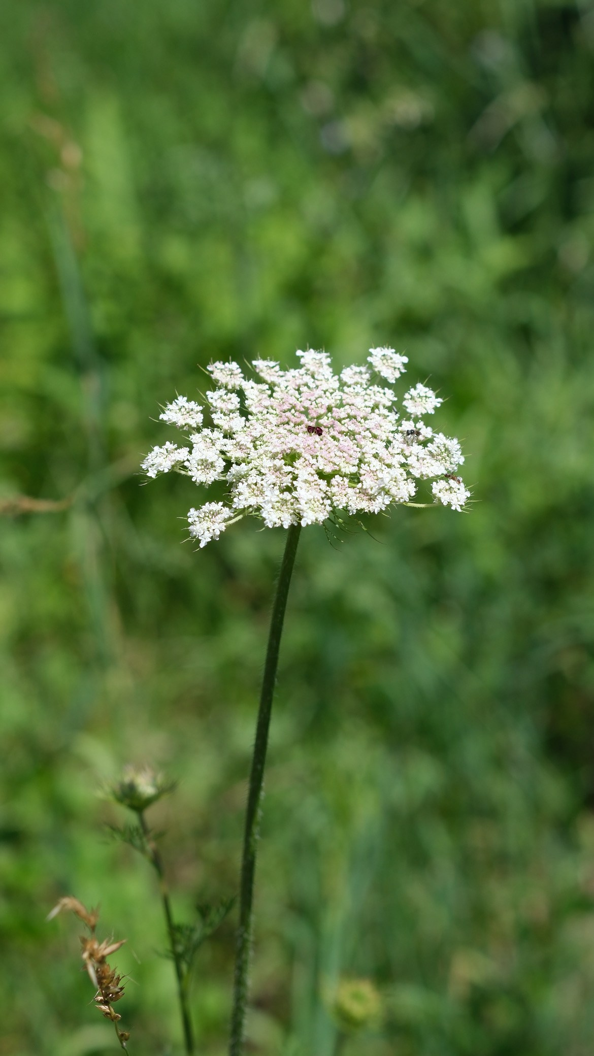 Природа. Художница в Алматы Мухамед-Рахимова Джамиля