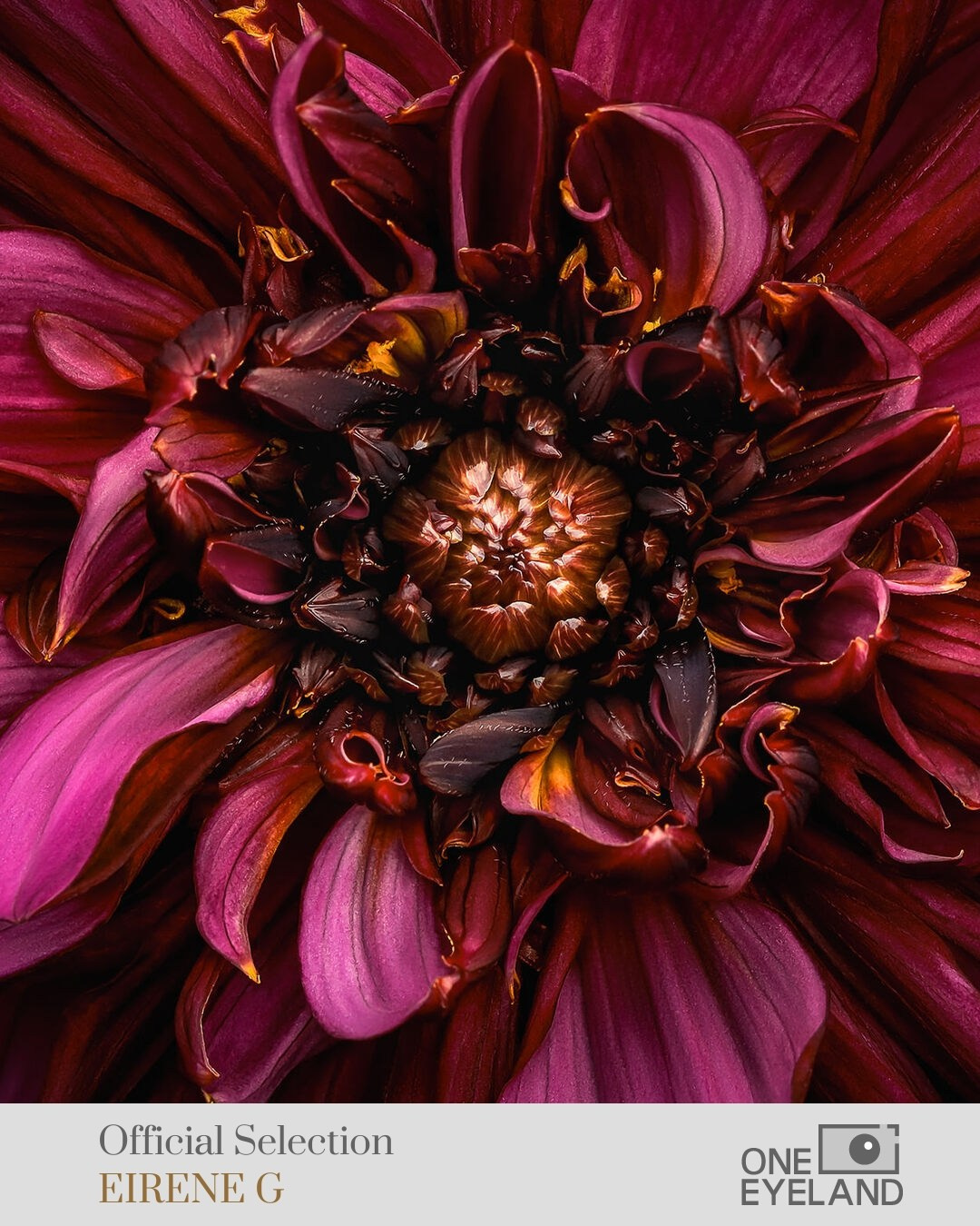 ONEEYELAND GALLERY. Eirene G |  Photoartist | Flowers from my garden