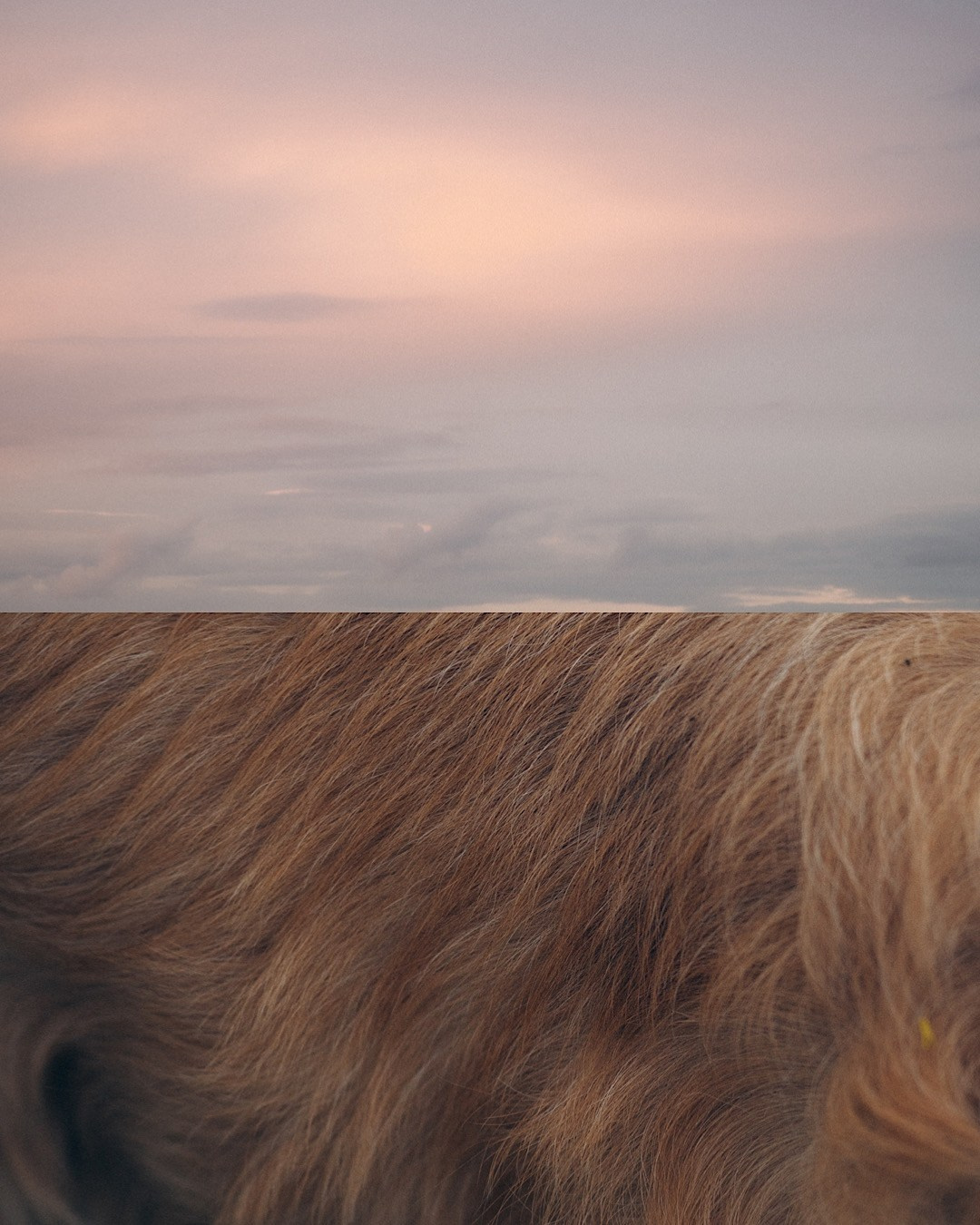 Кристина, Александр, Каролина, Владлен и Космос. Фотограф анималист в Москве и Санкт-Петербурге Свиридова Анна