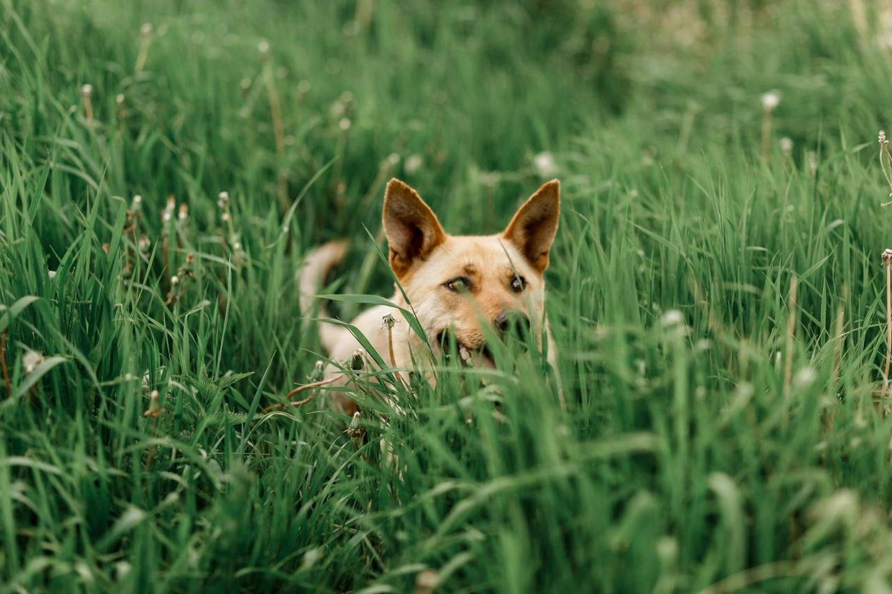 Фотограф-анималист. Семейный фотограф в Екатеринбурге