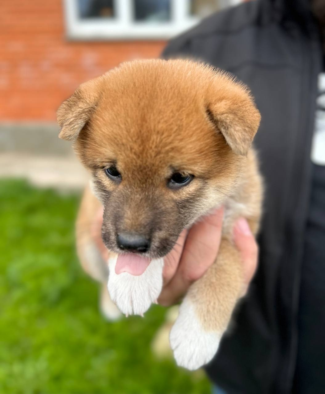 Сиба Rubylight Fumiko питомник Рубилайт