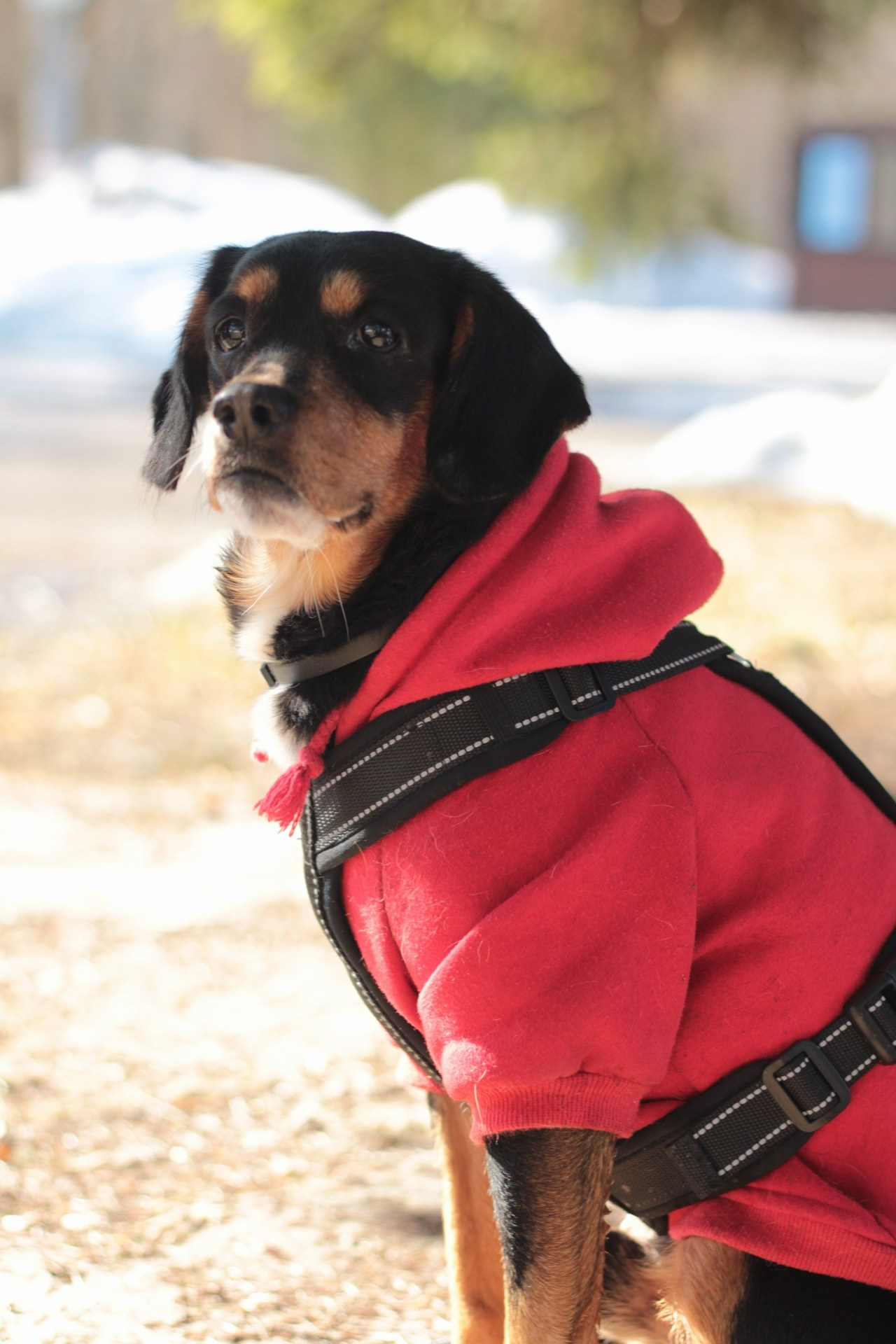 Маша и Кекс. Катя Попова|ЛайфСтайл фотограф