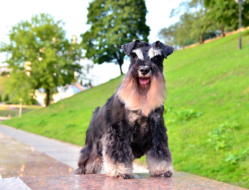 Питомник Делинсо Бэлэнс, щенки цвергшнауцера, купить щенка цвергшнауцера, питомник цвергшнауцеров, кобель цвергшнауцера для вязки, щенок цвергшнауцера, питомник цвергшнауцеров, черный с серебром, цверг, лучший питомник в беларуси, питомник цвергшнауцеров минск