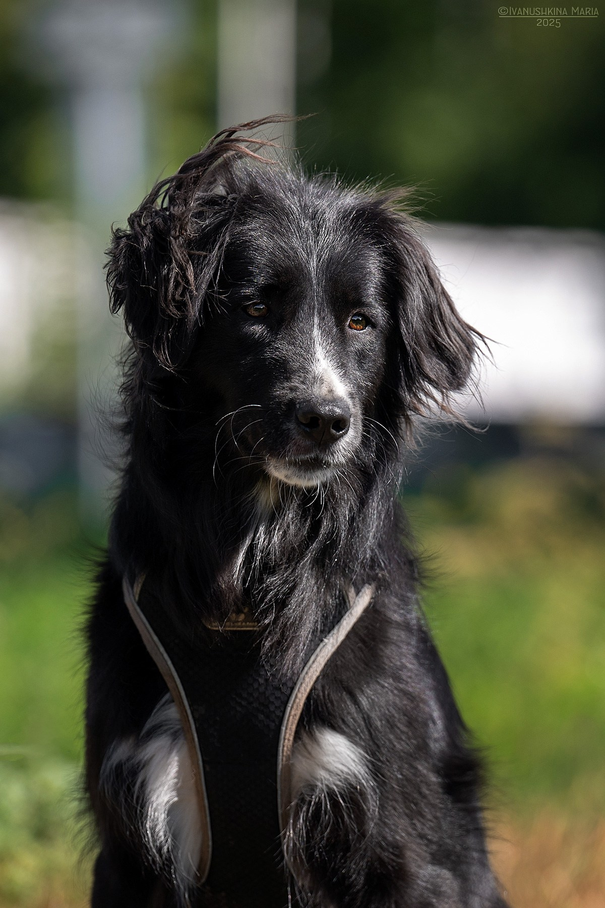 Пиарные фотосессии собак на пристройство. Фотограф собак в Москве и Московской области Иванушкина Мария