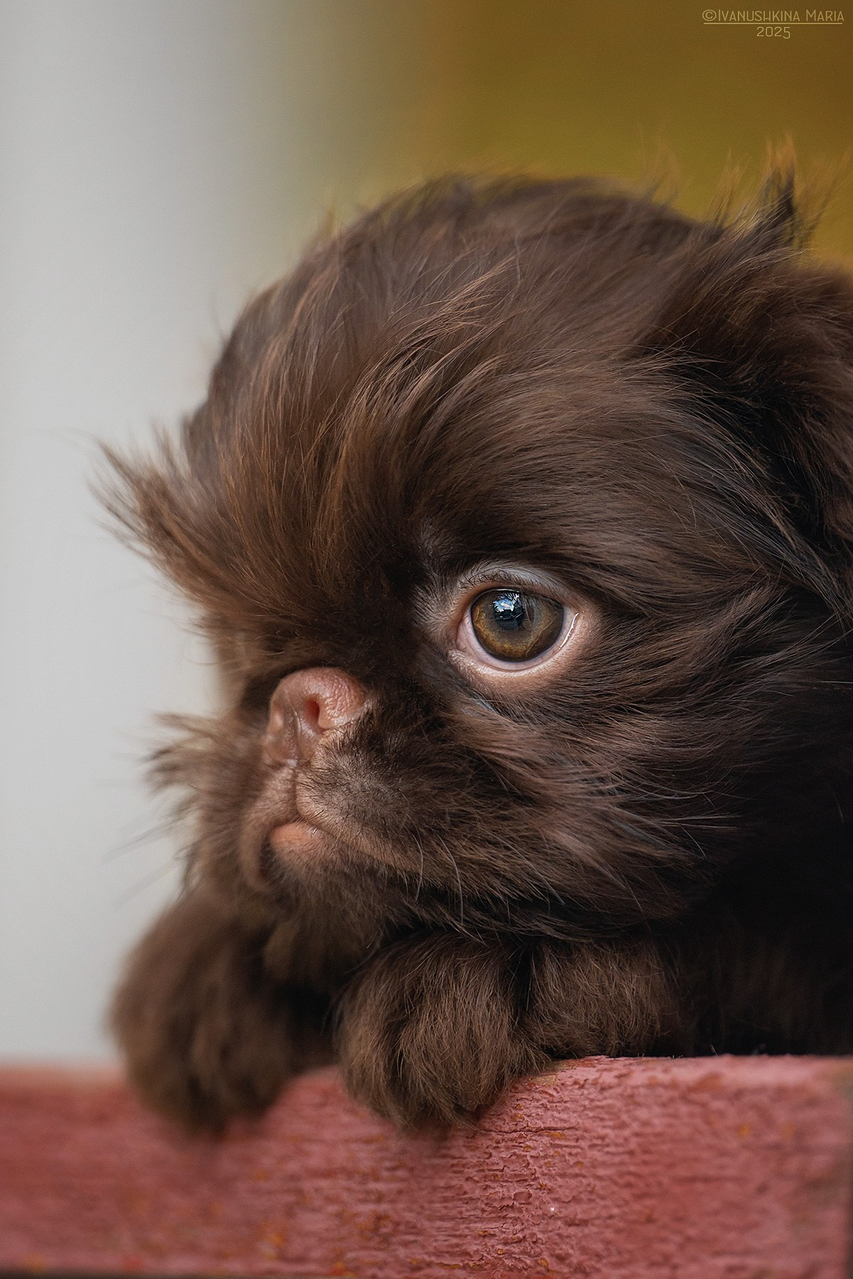 Фотосессия щенков на продажу. Фотограф собак в Москве и Московской области Иванушкина Мария