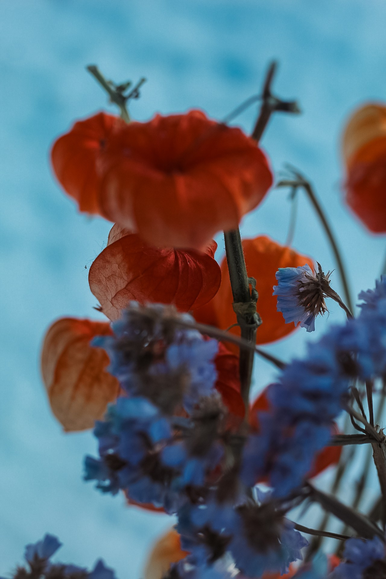 Зимний букет. Dmitriy [KCCC] is a pretty cool photographer