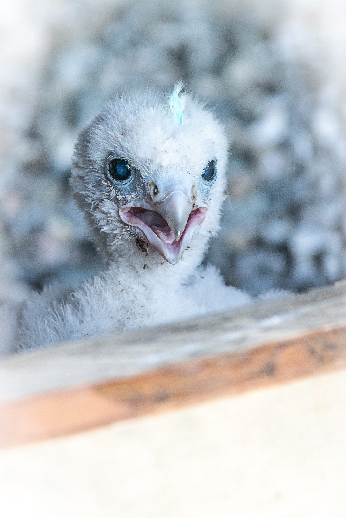 Птички. Фотограф Евгений Симохин
