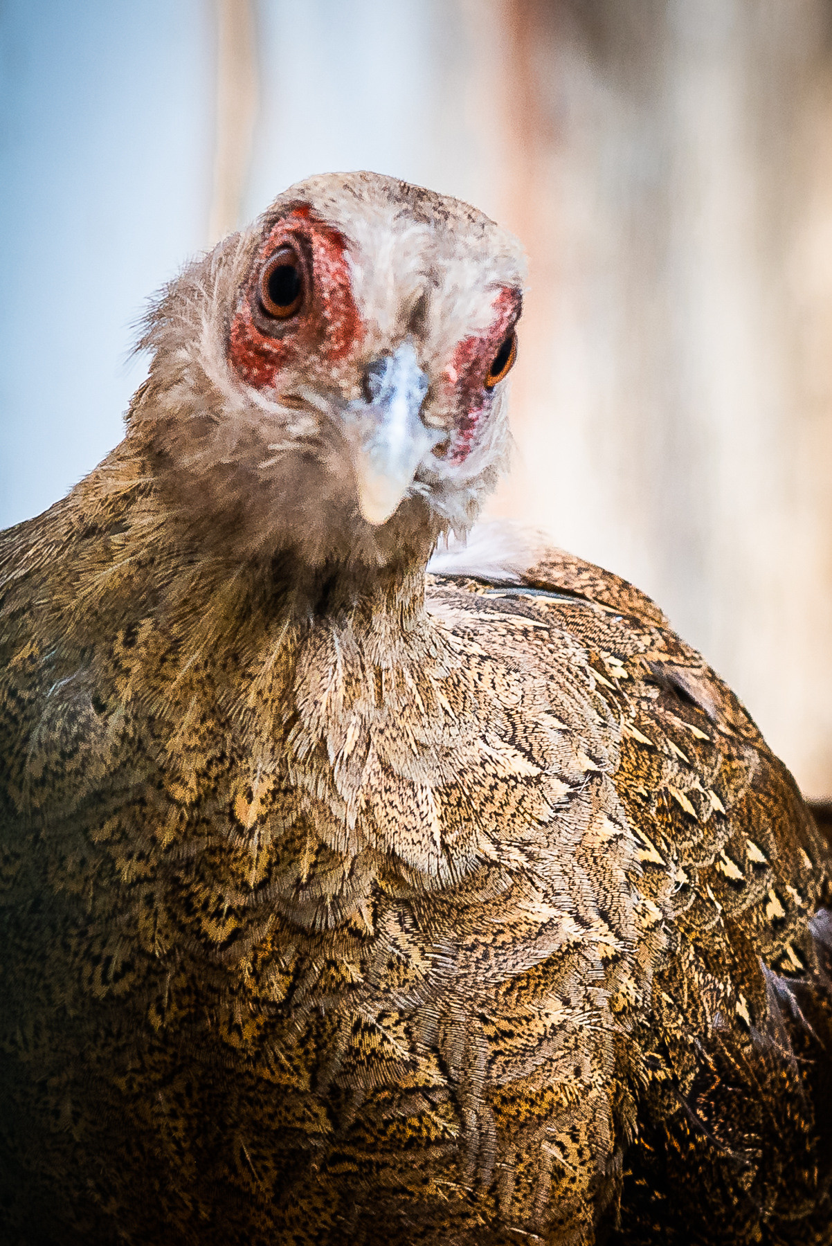 Птички. Фотограф Евгений Симохин