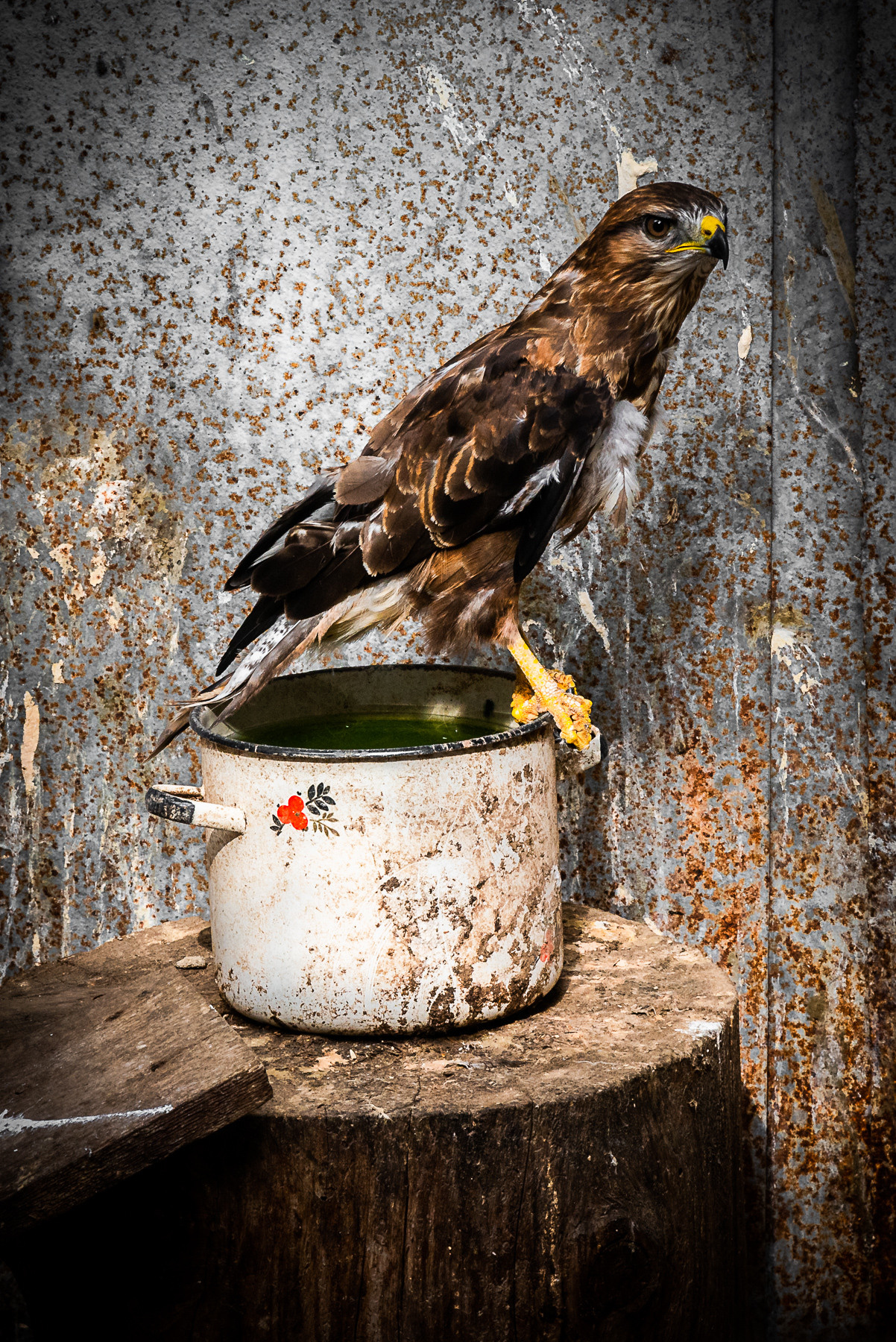 Птички. Фотограф Евгений Симохин