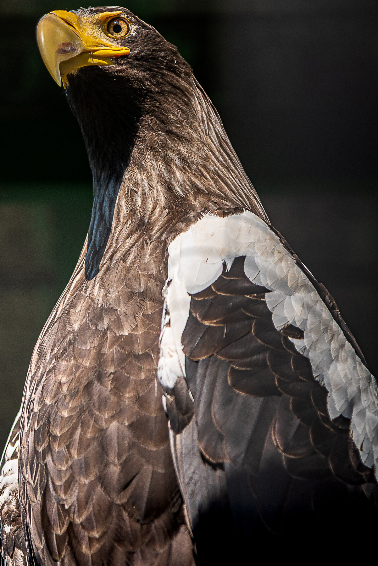 Птички. Фотограф Евгений Симохин