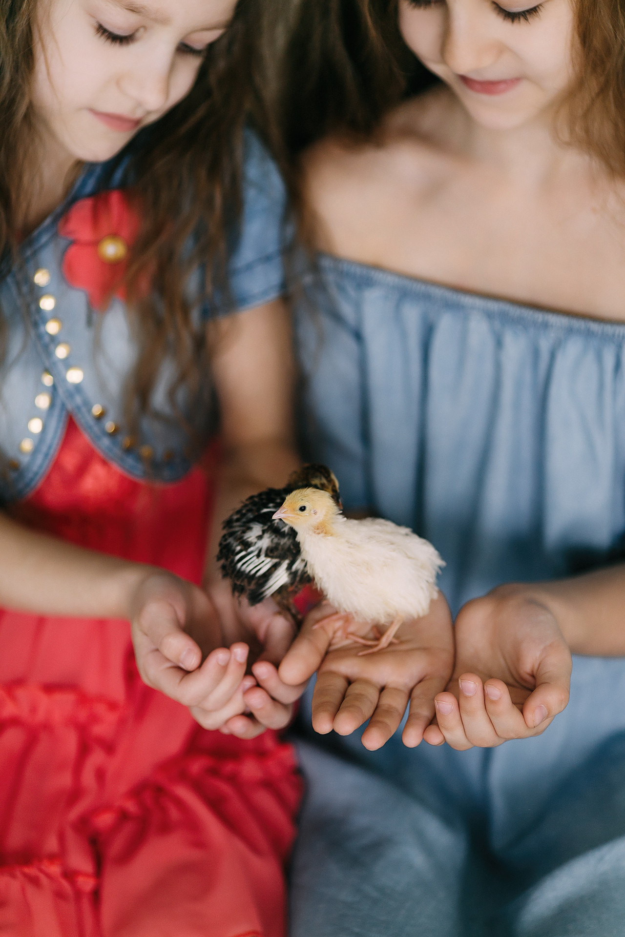 Пасхальный фотопроект с кроликами и цыплятами совместно с фотостудией Art House. Семейный и детский фотограф в Пскове и Санкт-Петербурге Яна Калинина