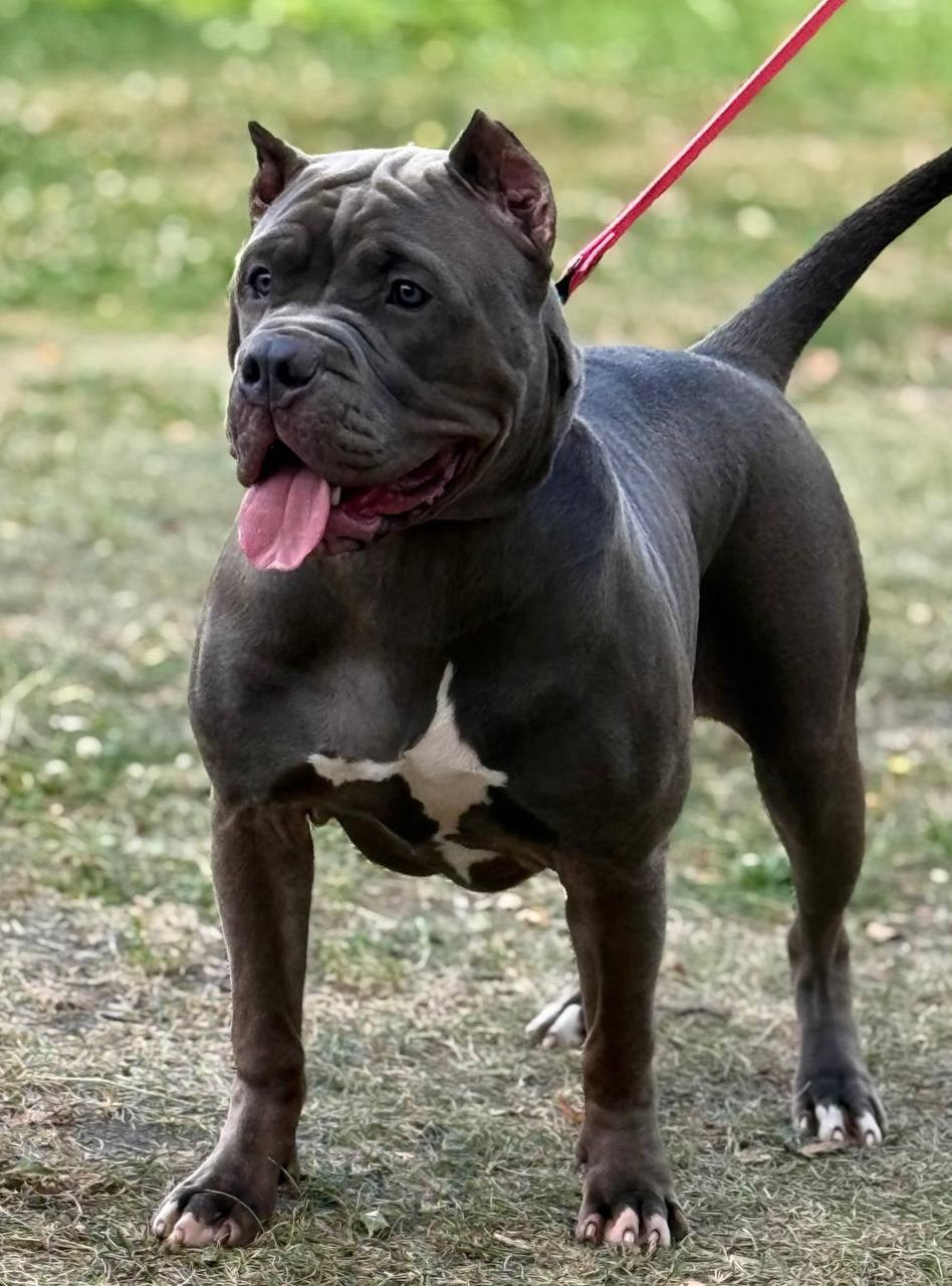 Hunter&Queenie, 13.01.25. Американские булли XL в г. Калининград. Питомник Great Bully UNIVERSE