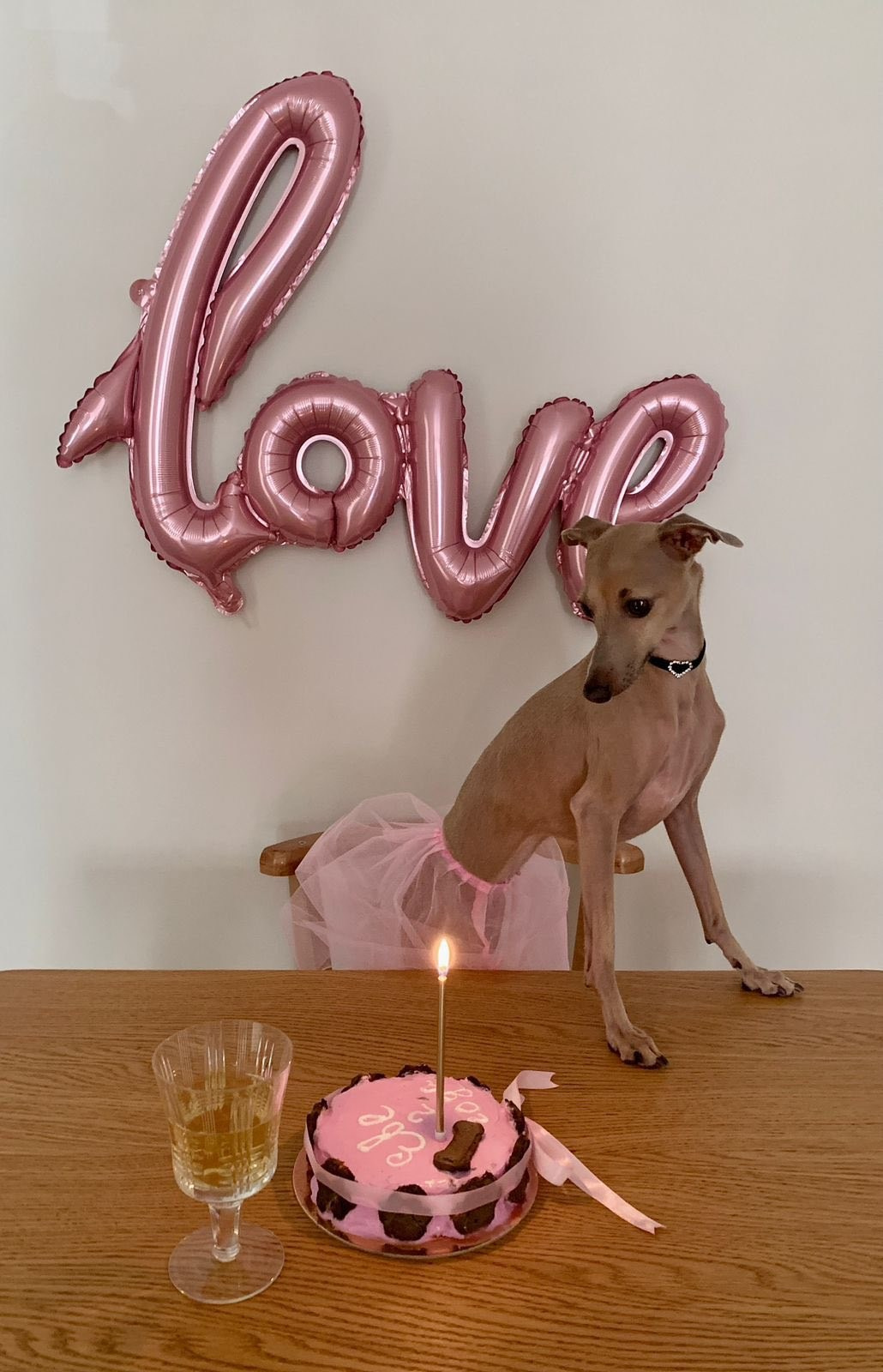 Профессиональный питомник левреток РКФ/FCI ASTI SAPPHIRE 💎 Сочи|Санкт-Петербург