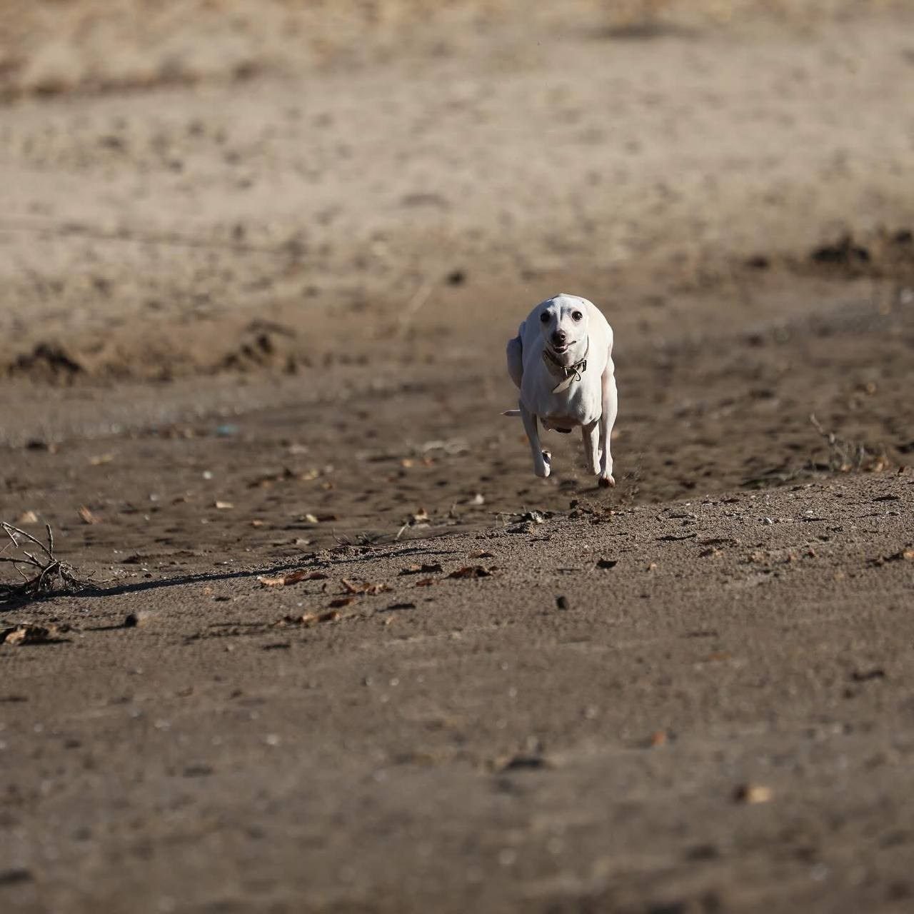 Белые девочки. Профессиональный питомник левреток РКФ/FCI ASTI SAPPHIRE 💎 Сочи|Санкт-Петербург