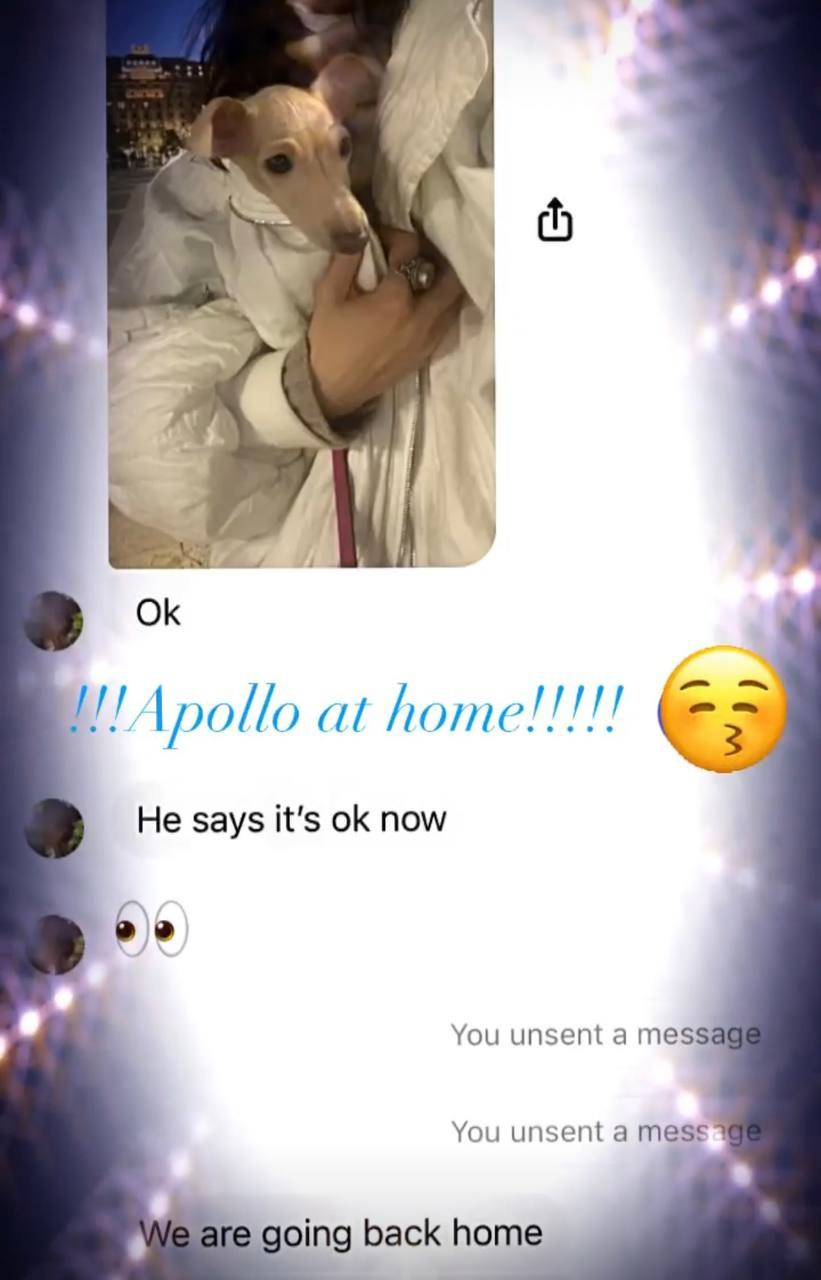 Welcome. Профессиональный питомник левреток РКФ/FCI ASTI SAPPHIRE 💎 Сочи|Санкт-Петербург