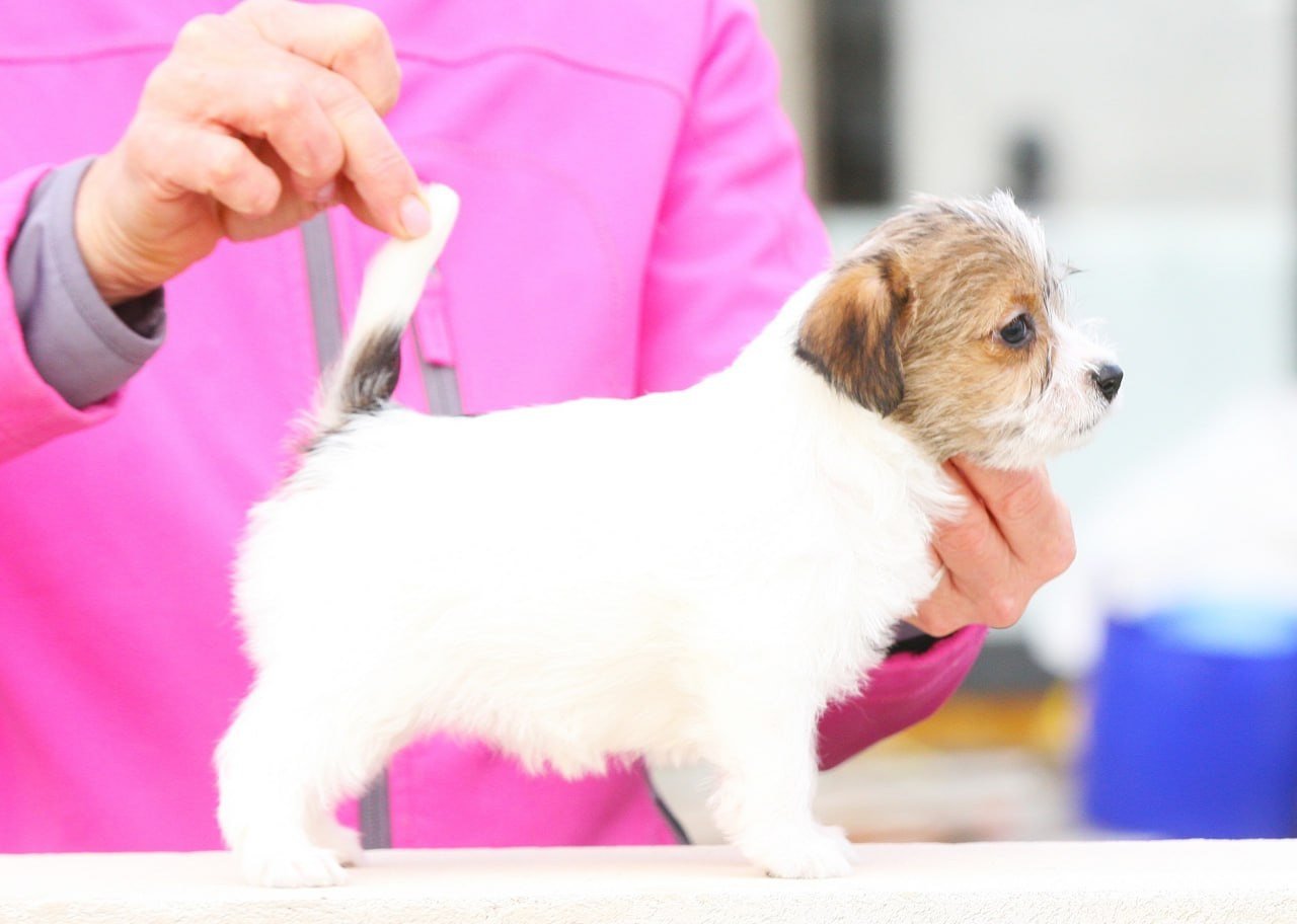 Сука 2. Lovely Orange kennel Jack Russell Terrier FCI/RKF