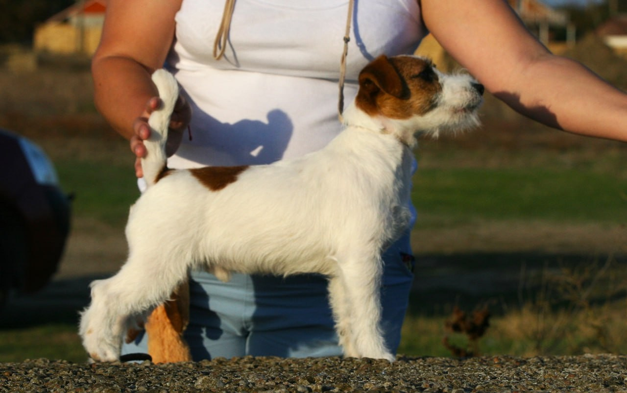 Port Fortis Amore Mio. Lovely-Orange питомник джек рассел терьеров