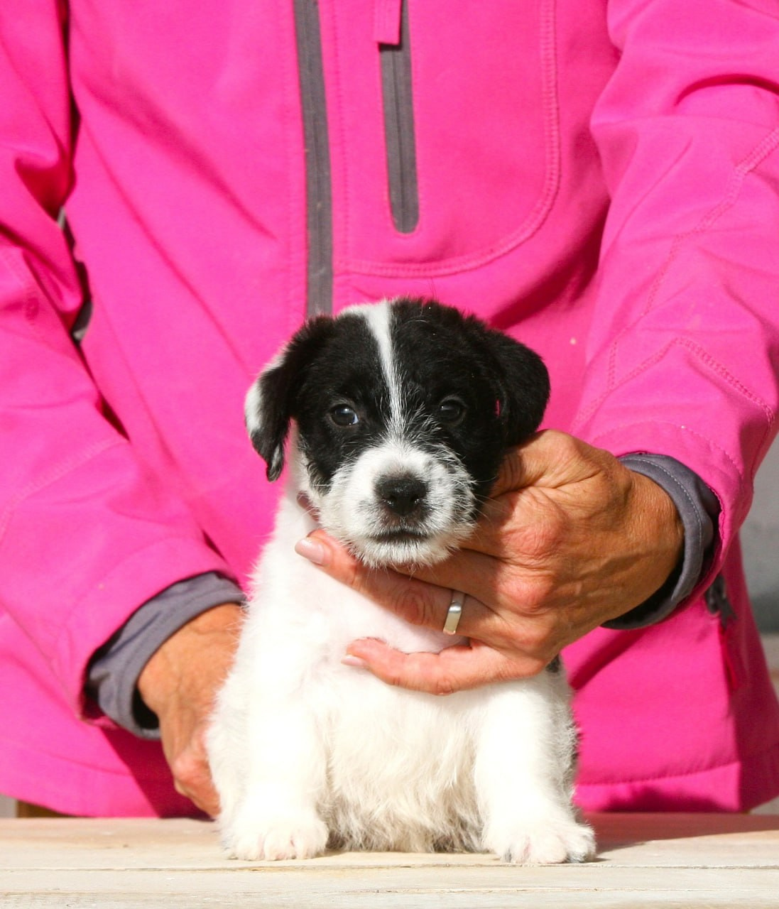 Кобель. Lovely-Orange питомник джек рассел терьеров