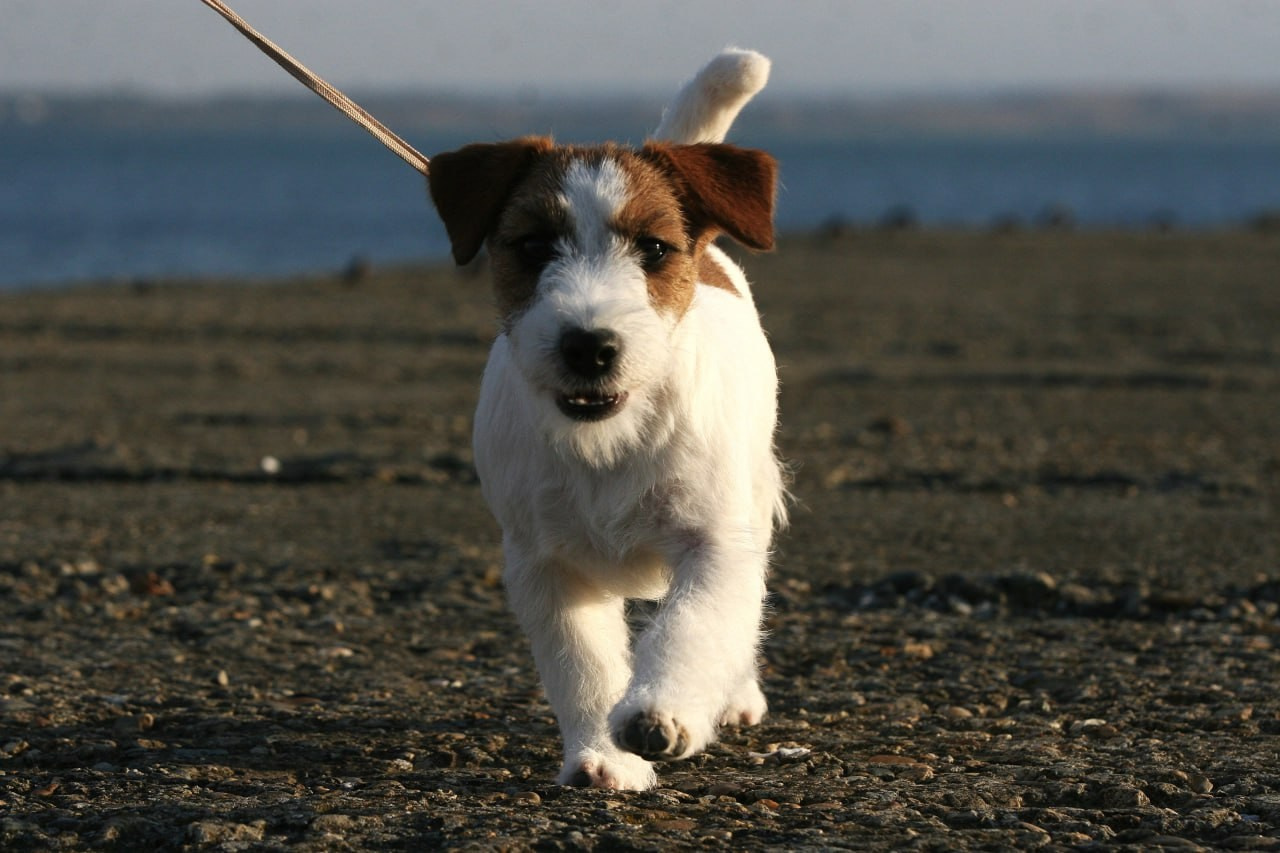 Port Fortis Amore Mio. Lovely-Orange питомник джек рассел терьеров