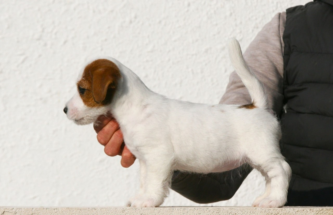 Female 1 brocken not available at this moment. Lovely-Orange питомник джек рассел терьеров