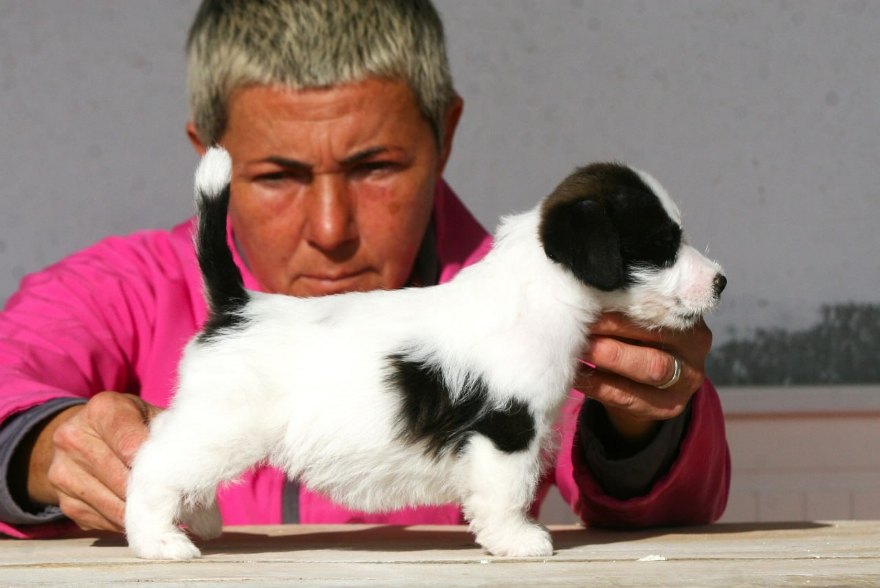 Сука 1. Lovely-Orange питомник джек рассел терьеров