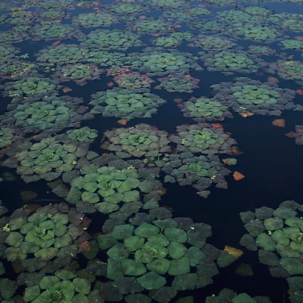 Лето. ВАДИМ ГИППЕНРЕЙТЕР — ВЕЛИКИЙ ФОТОГРАФ ЗЕМЛИ РУССКОЙ
