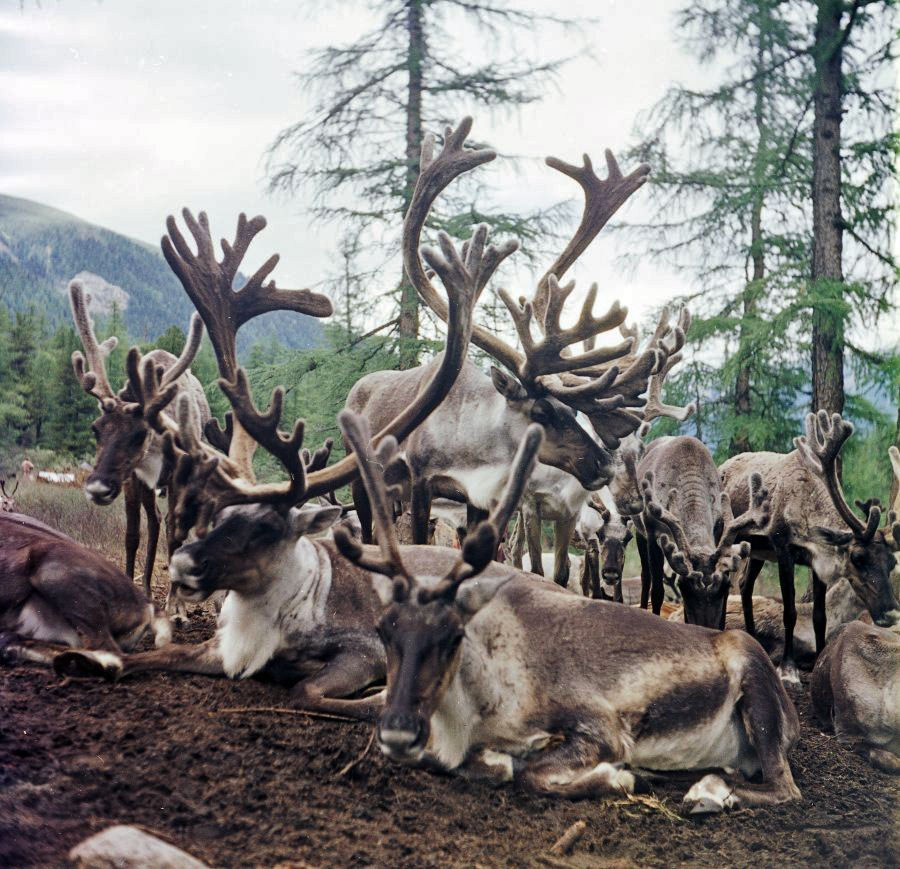 Саяны. ВАДИМ ГИППЕНРЕЙТЕР — ВЕЛИКИЙ ФОТОГРАФ ЗЕМЛИ РУССКОЙ
