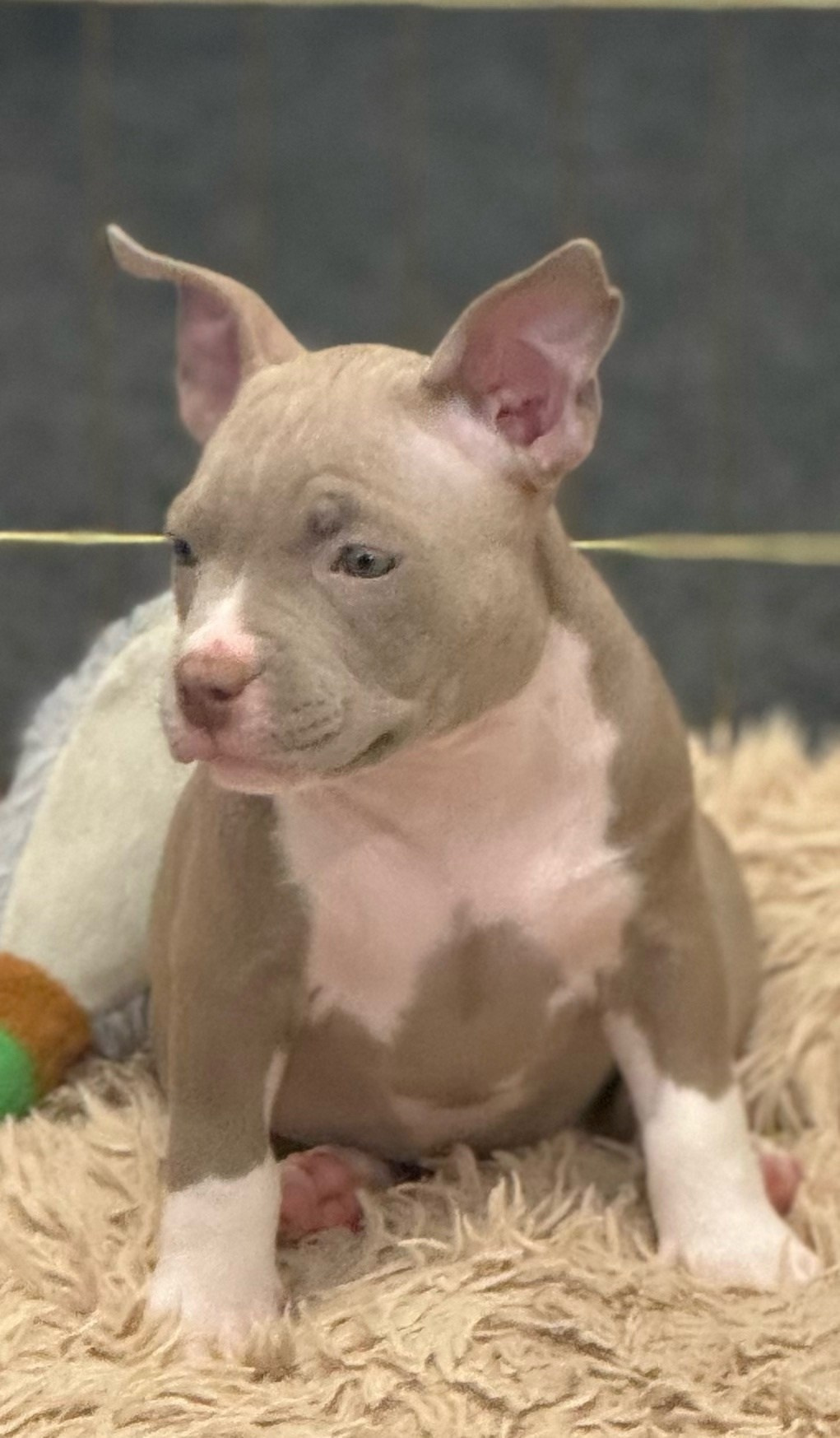 лилово-белый булли