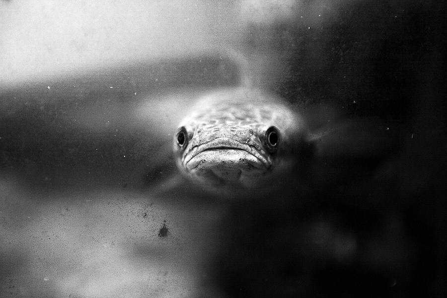 Мир вокруг. Фотограф и психолог Мария Маринова