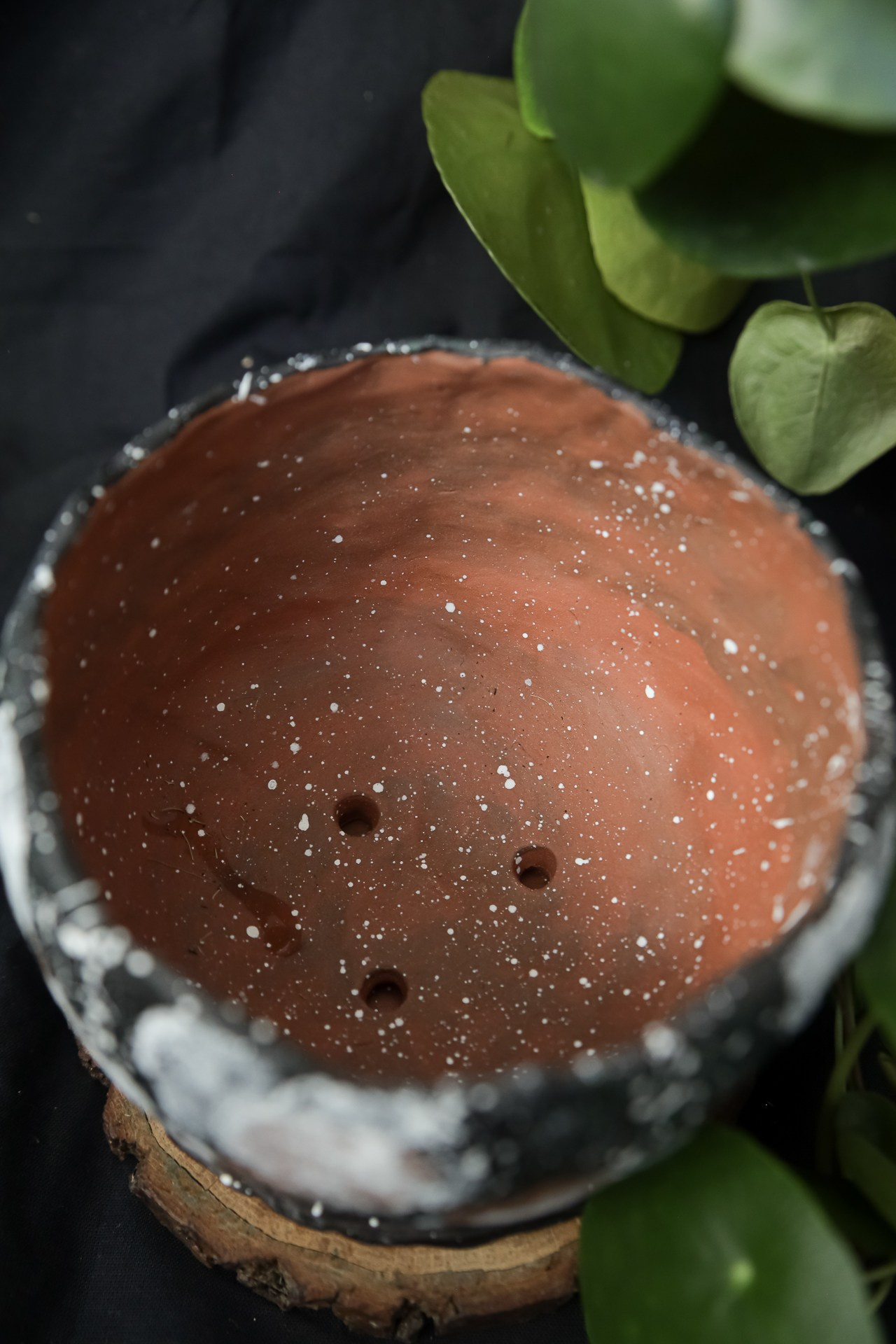 Горшок «Пилея» 1000 р. Катя Цвет